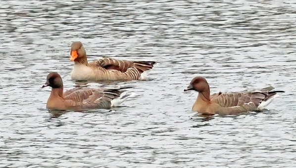 2 Pink-footed geese swimming with a Greylag goose on the lake at Calvert