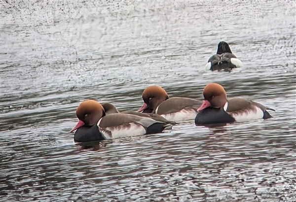 3 male & 1 female Red-crested Pochard, swimming with a Tufted duck at Little Marlow gravel pit
