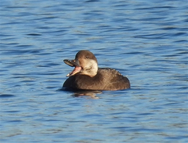 A Common Scoter, yawning and swimming on the lake at Calvert