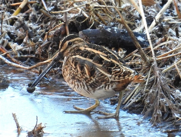 A Snipe, feeding on a snail, on the ice on the edge of the shore at Calvert