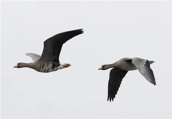 2 White-fronted geese flying over Linford reserve