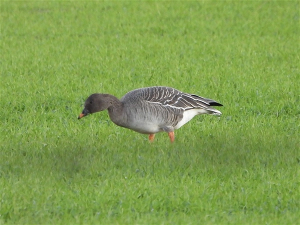 A Tundra Bean Goose, grazing on short grass