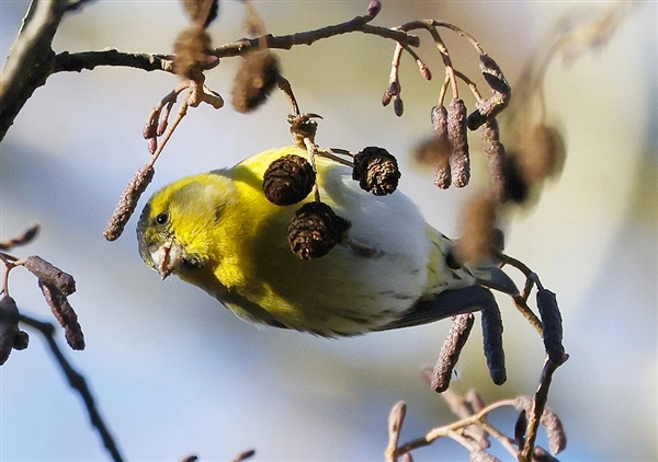 A Siskin hanging upside down on an Alder branch