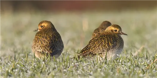 3 Golden Plover standing on short, dewy grass