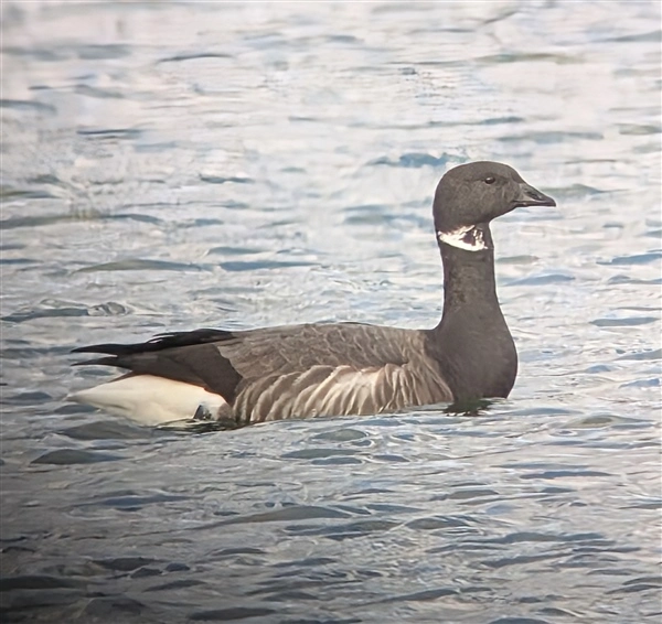 A Brent Goose, swimming left to right on a flooded gravel pit