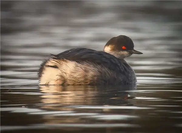 A Black-necked Grebe swimming left to right on a flooded gravel pit