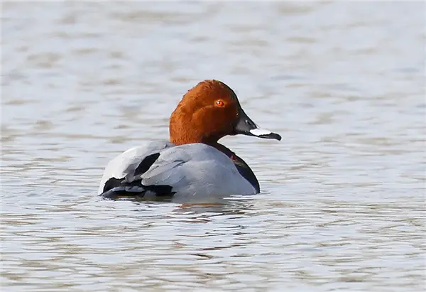 A Pochard, swimming away from the camera, looking right.