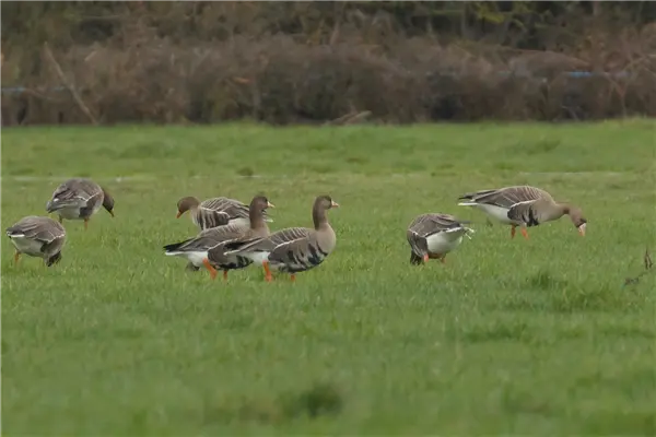 A group of White-fronted geese, grazing in a field, with scrub behind