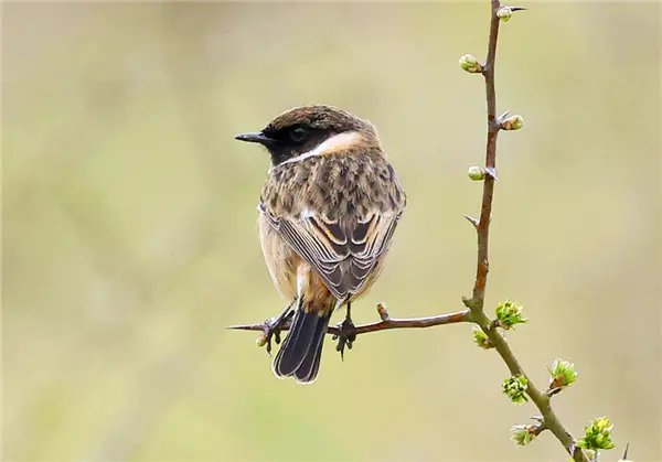 A Stonechat standing on a bare branch with it's back to the camera