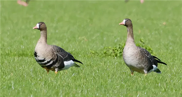 2 White-fronted geese standing in short grass