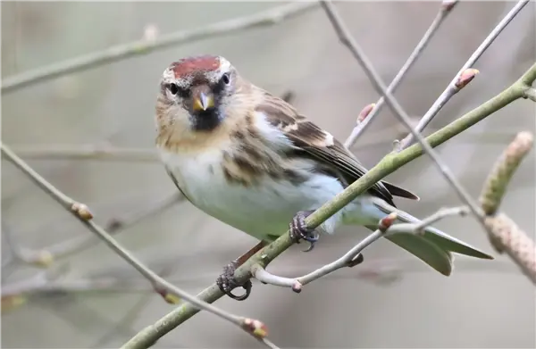 A Redpoll standing on a bare branch facing the camera