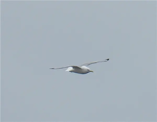 A Kittiwake flying left to right