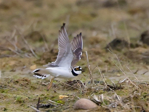 A Little Ringed Plover taking off from  muddy ground