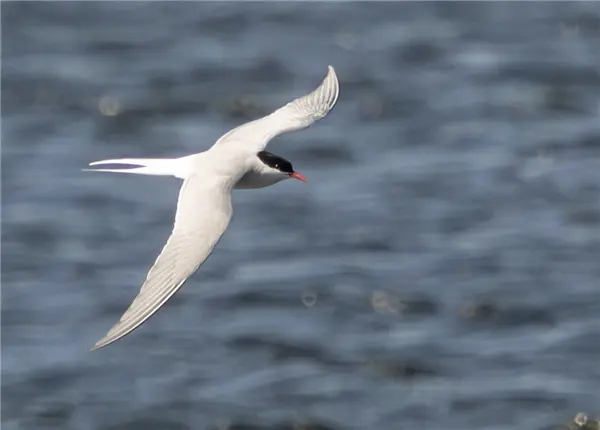 An Arctic Tern flying over the water left to right