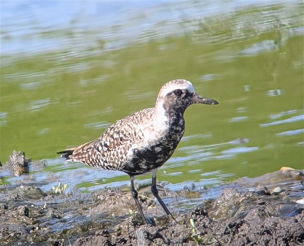 A Grey Plover, standing on the edge of the water, on a muddy bank, facing right