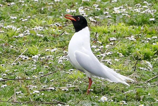 A Mediterranean Gull, standing in short grass, facing left