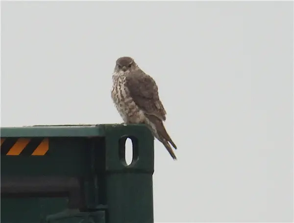 A Merlin, standing on the corner of a metal post, facing forward