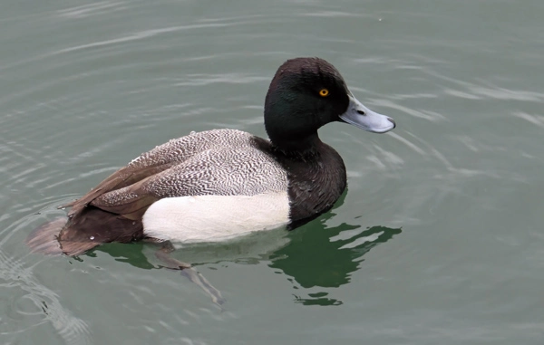 A Lesser Scaup swimming left to right