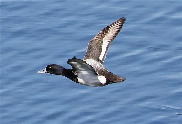A Lesser Scaup flying right to left above the water
