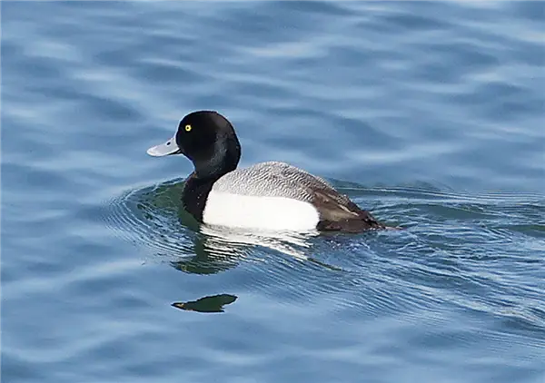 A Lesser Scaup, swimming right to left