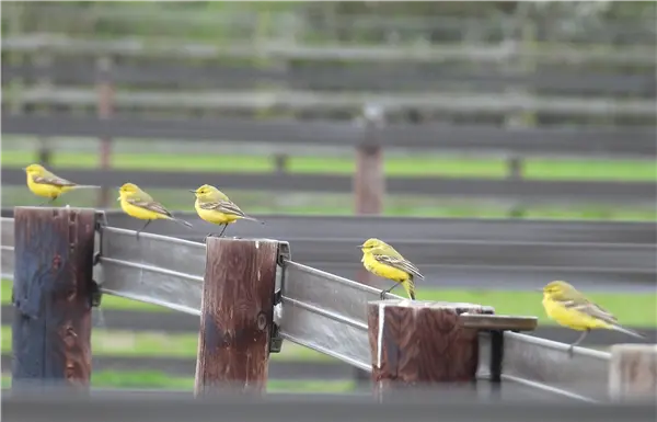 5 Yellow wagtails standing on a fence, all facing left