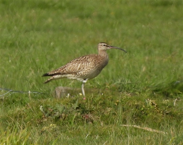 A Whimbrel standing on 1 leg in short grass, facing right