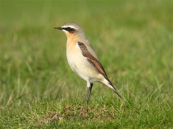 A Wheatear, standing in short grass, facing left