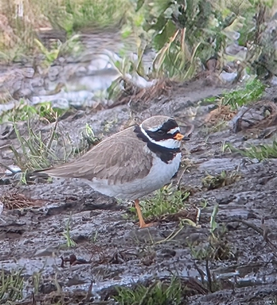 A Ringed Plover, standing on the mud, facing right