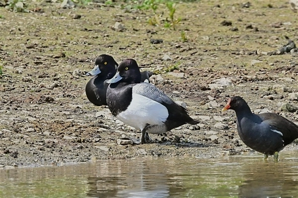 A Lesser Scaup standing on the muddy shore, close to the water's edge. With a Tufted Duck behind and a Moorhen to the right