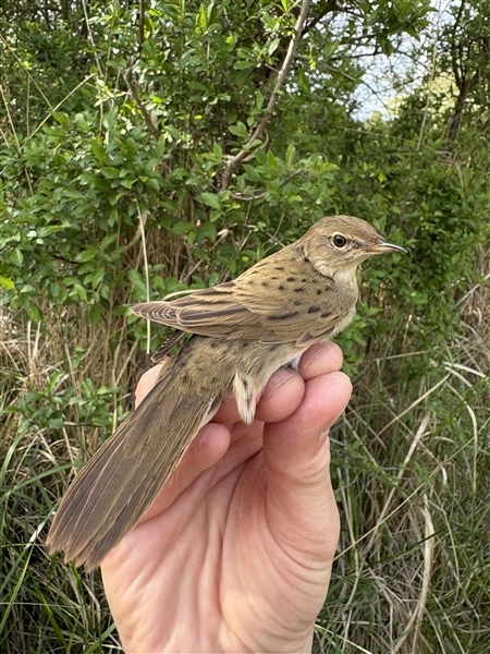 A Grasshopper Warbler being held for the process of ringing