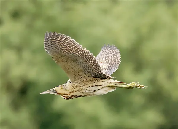 A Bittern flying right to left in front of blurred greenery
