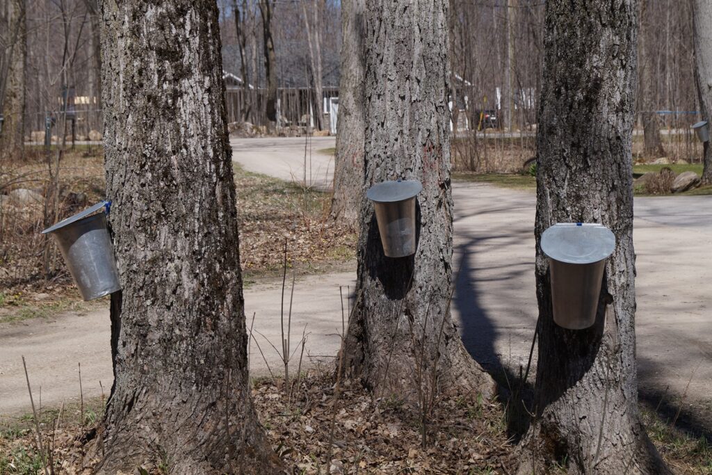 Destination Maple Syrup Festivals in Ontario - Sticky adventures!
