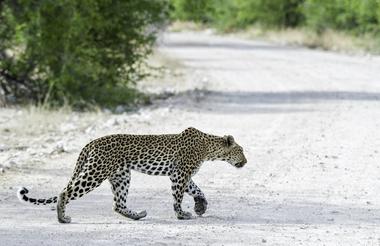 leopard in Damaraland