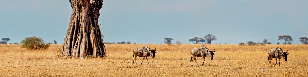 Tarangire National Park