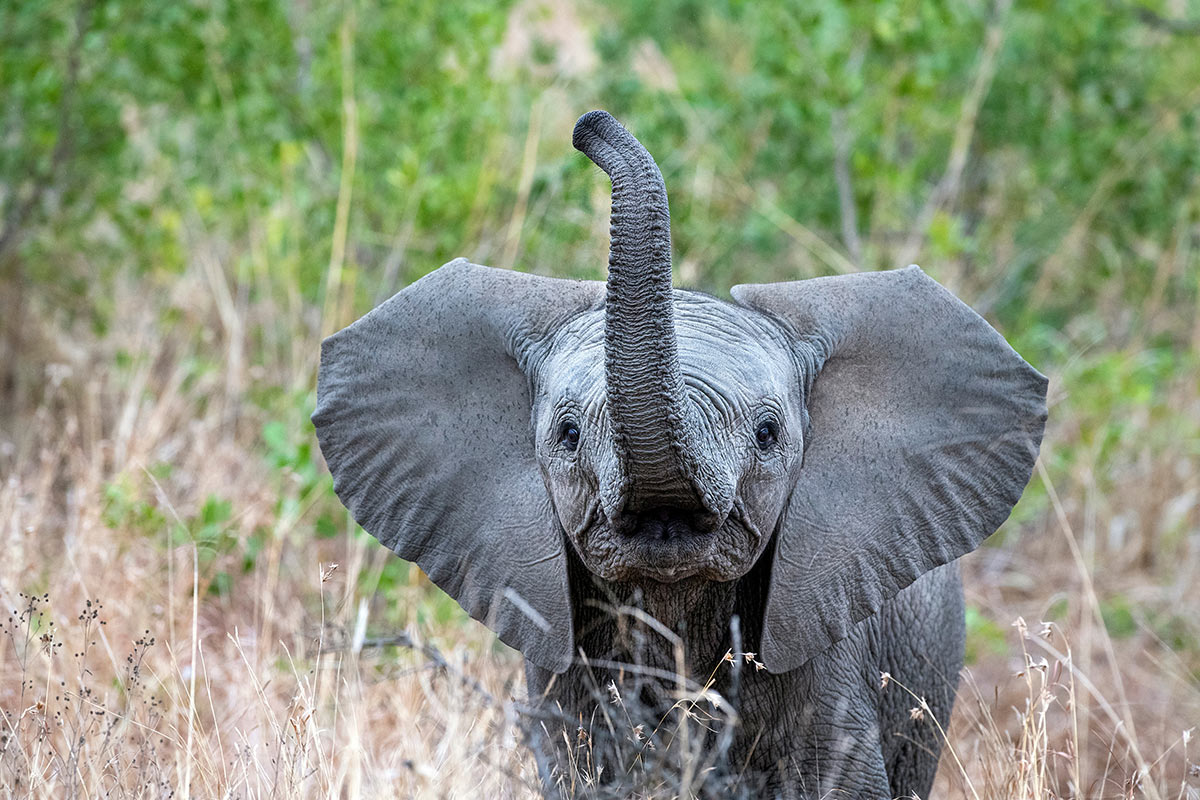 elephant calf