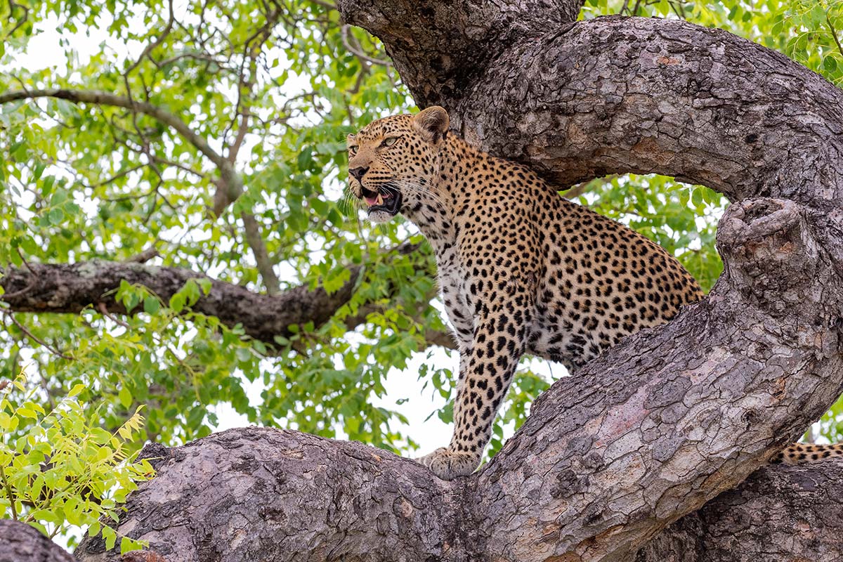 leopard in tree