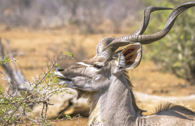 Kudu