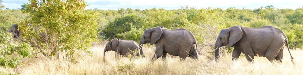 Elephant herd