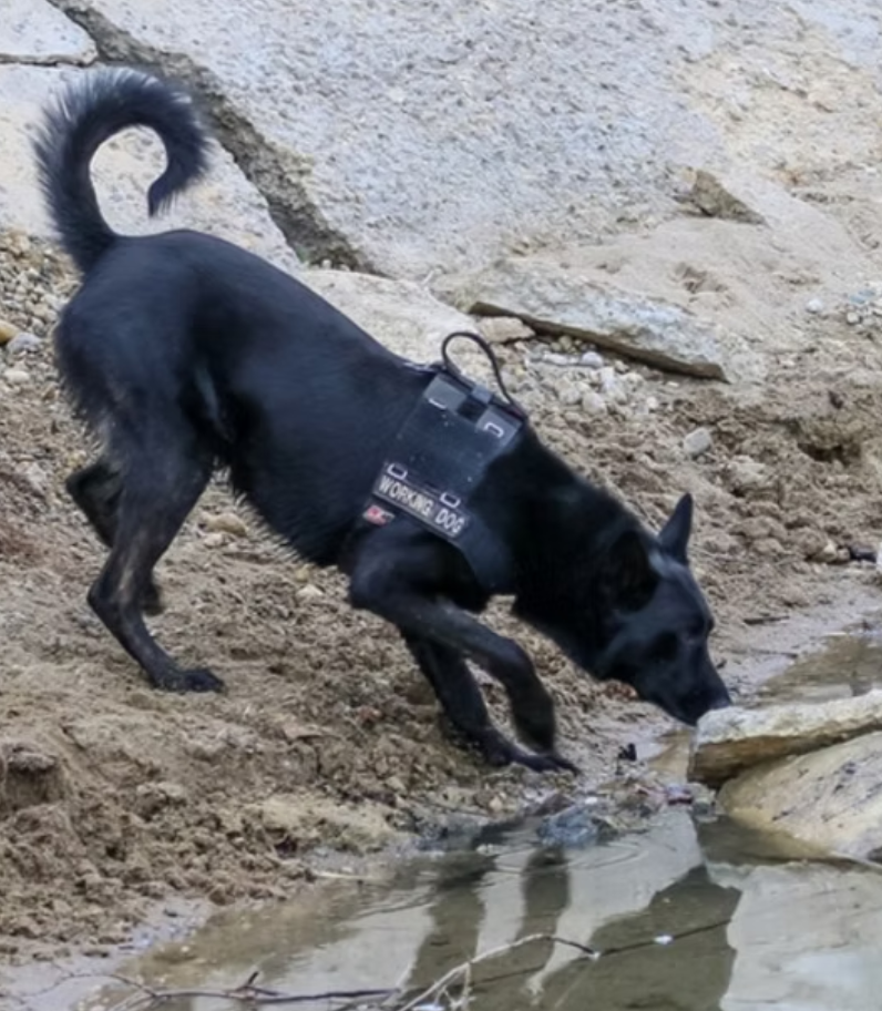 K9 Detection Collaborative