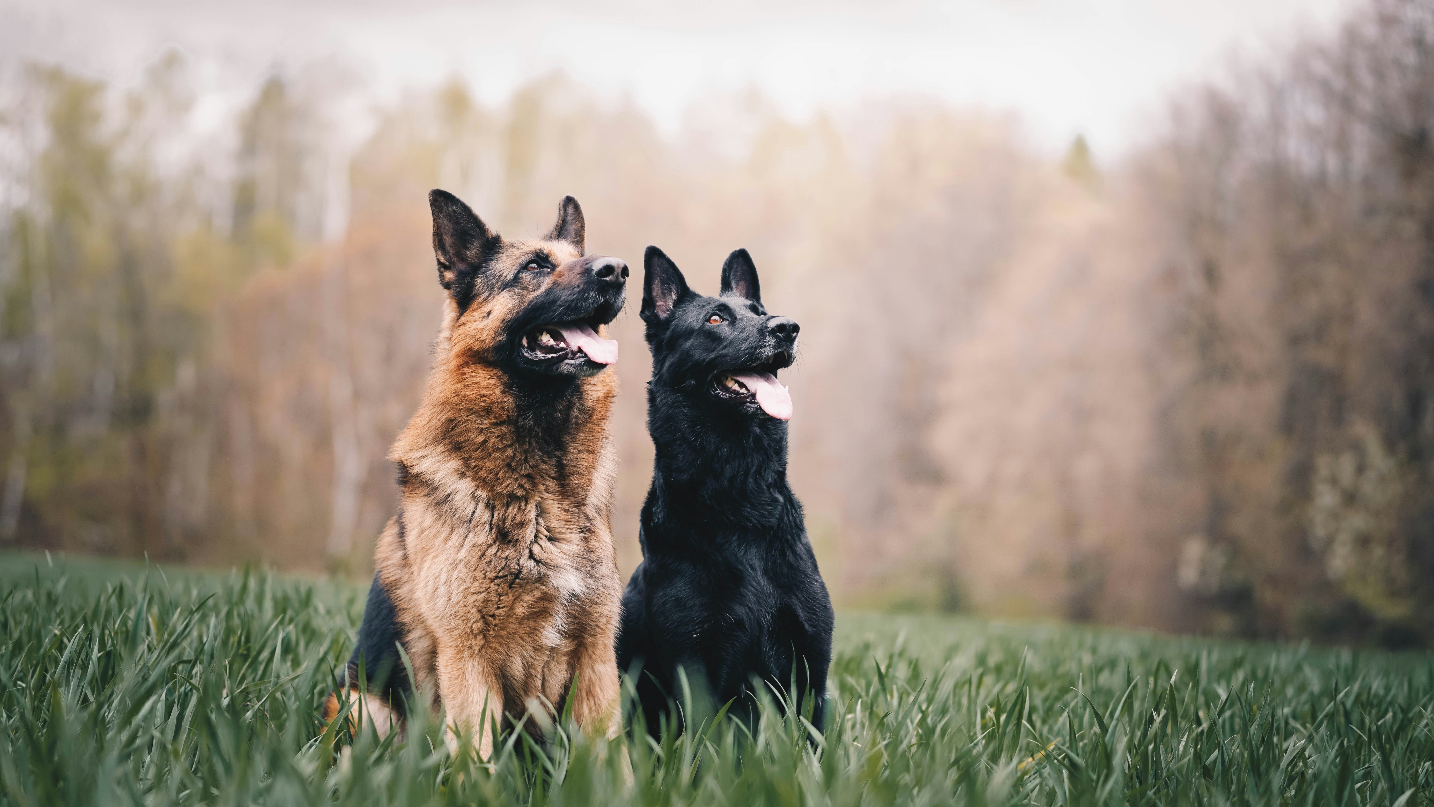 Detection Dog Certification: The Architecture of Elite K9 Performance