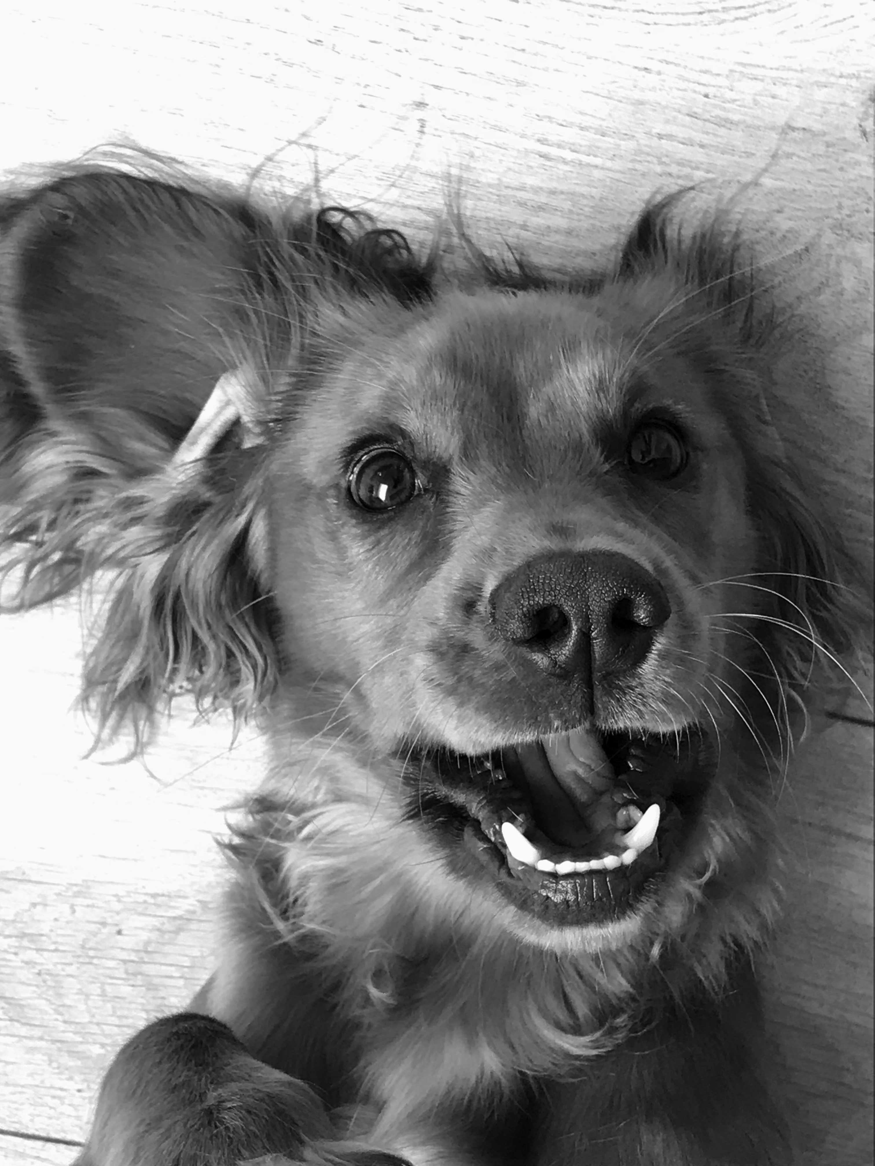 Close-up black and white photo of a happy dog lying on its back with mouth open and tongue visible.