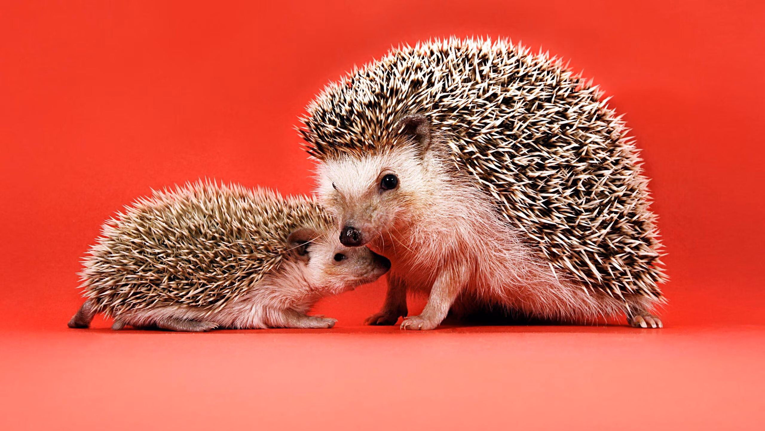 How to Stay Relevant In The Age of AI coding