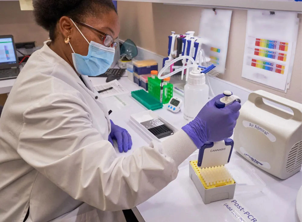 A scientist transferring Cannabis into vials