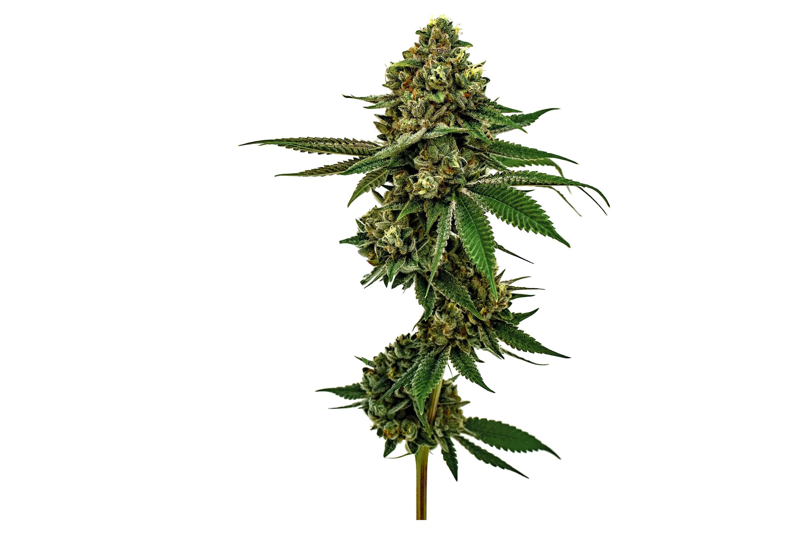 An image of a cannabis flower
