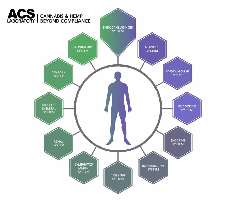 Endocannabinoid system ACS laboratory