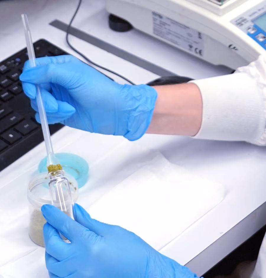 A scientist taking out some Cannibis sample from the vial.