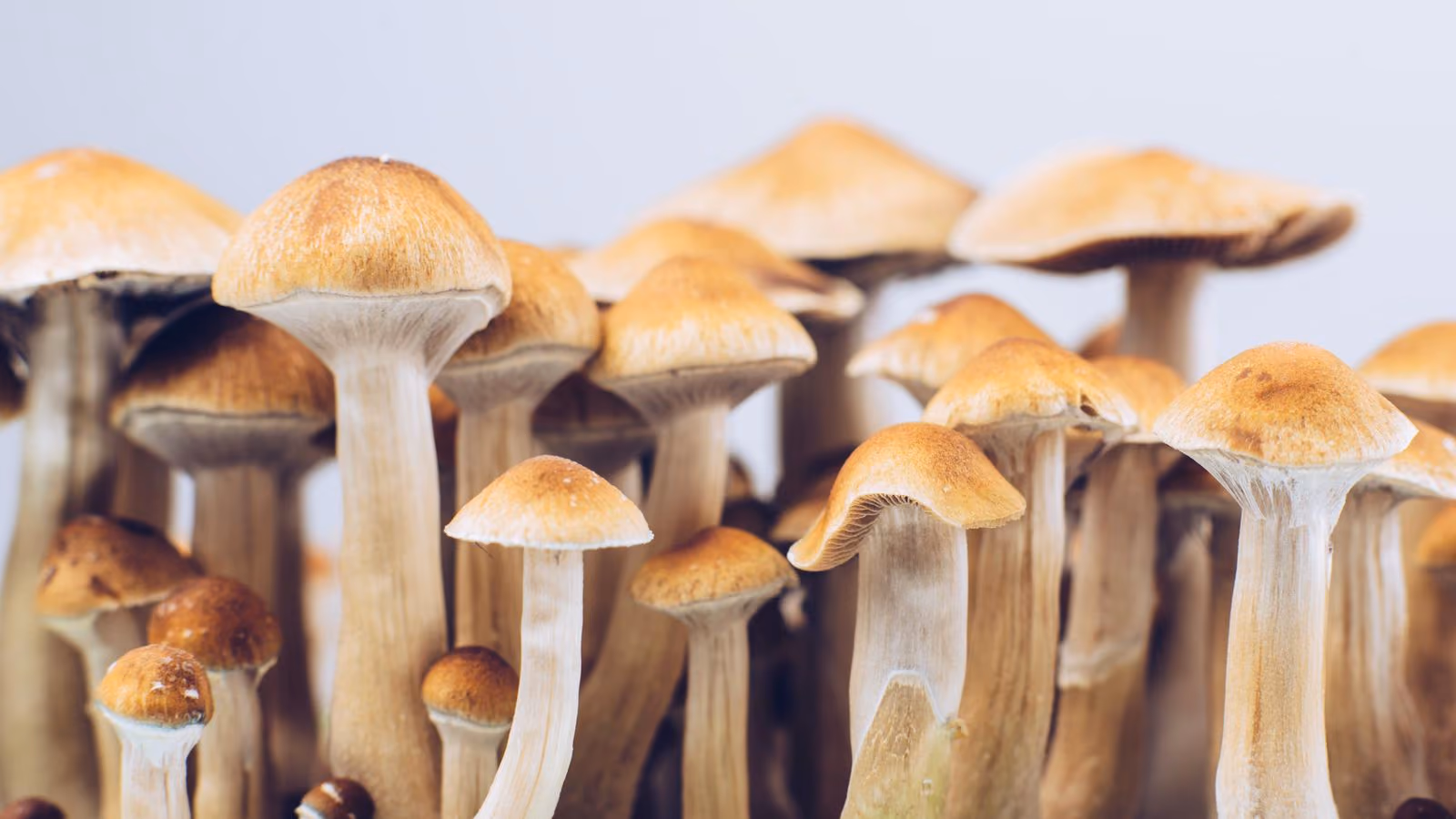 Mushroom Testing