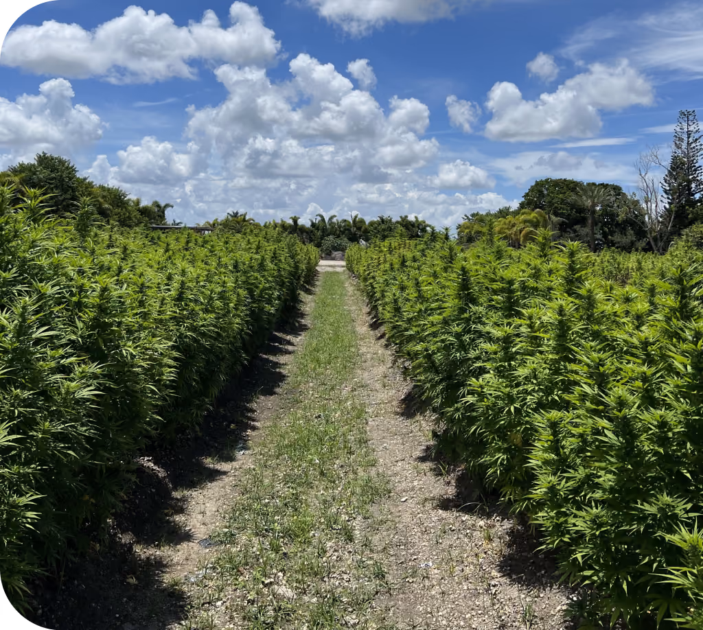 Hemp field