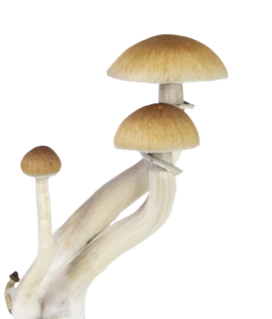 An image of a mushroom with 3 bulbs