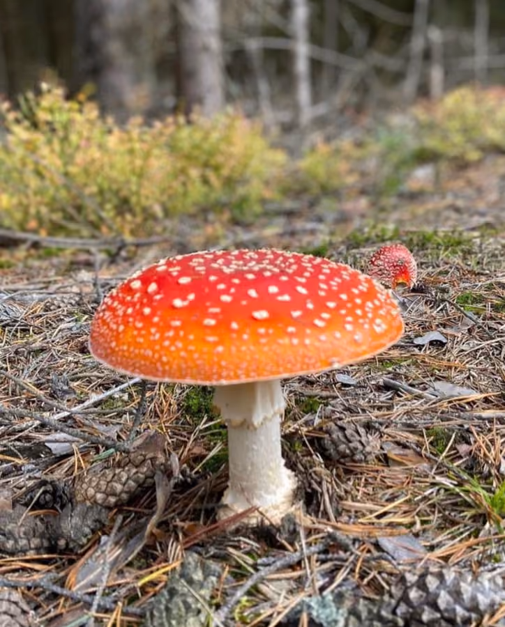Amanita Muscaria Image